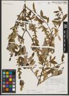 Foto von Salix triandra subsp. amygdalina (L.) Schübl. & G. Martens